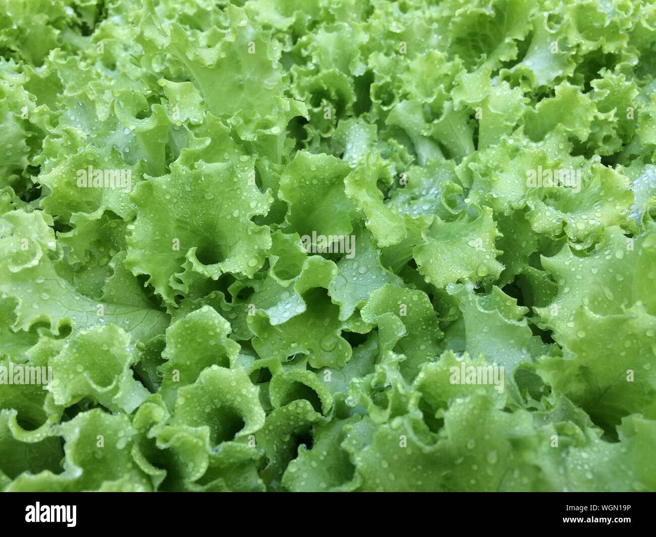 Full Frame Shot Of Wet Lettuce Stock Photo Alamy