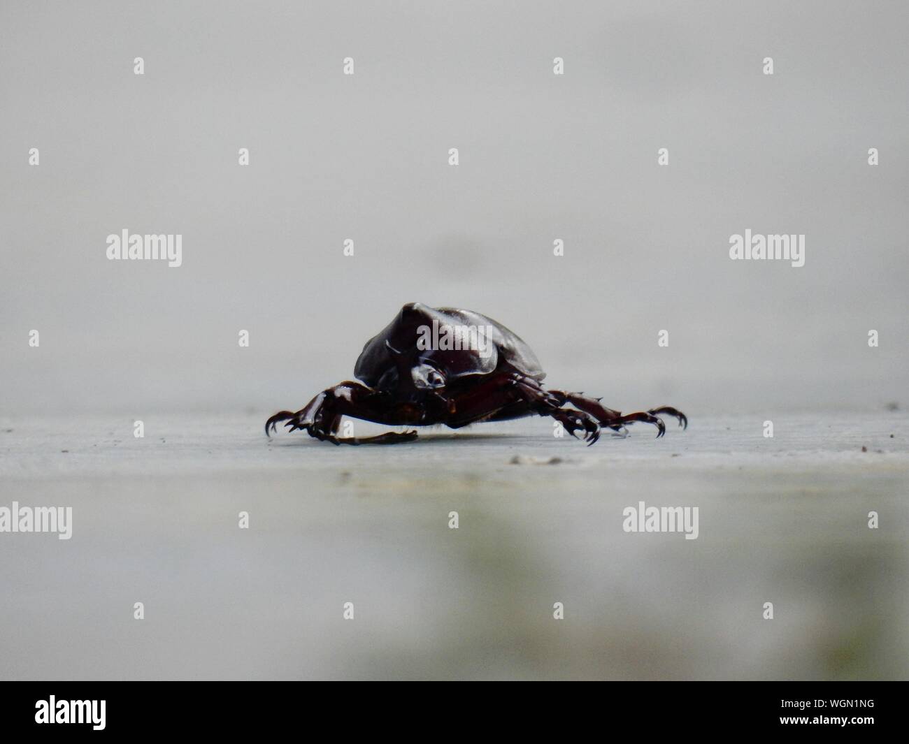 Scarab beetle hi-res stock photography and images - Alamy