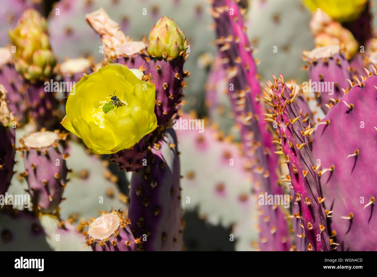 Desert Botanical Garden Cactus Flower and Bee Stock Photo