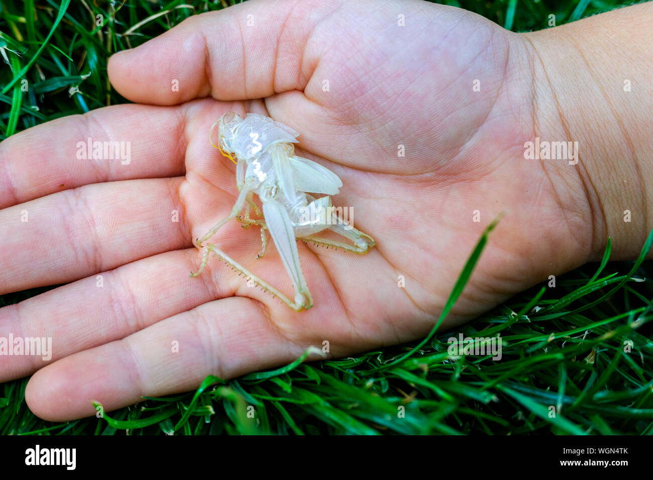 Insects like grasshoppers shed their skin in summer with a new exoskeleton. Stock Photo
