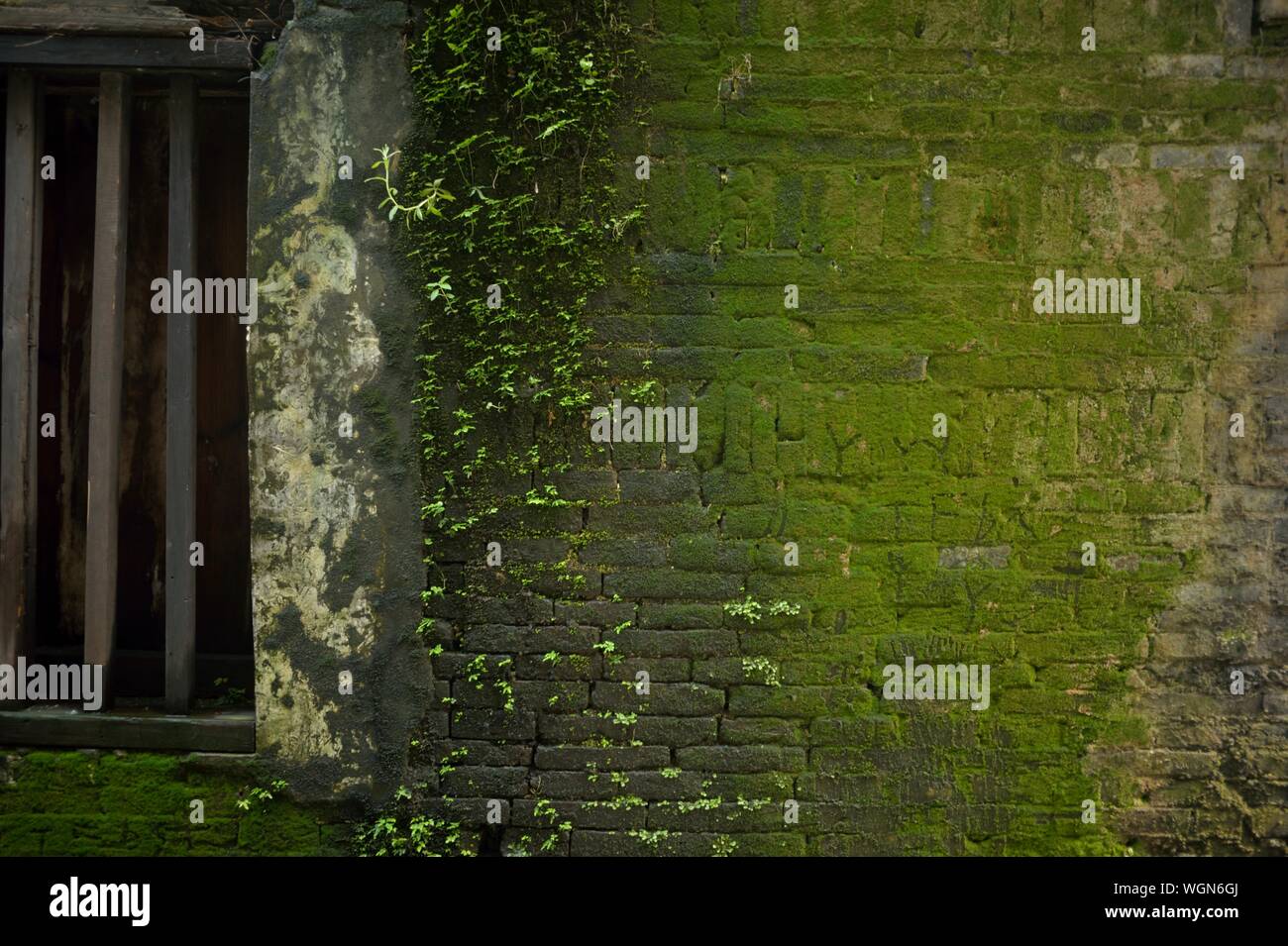 Brick wall moss growing on hires stock photography and images Alamy