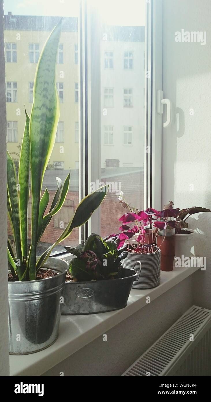 Plants Window Sill Indoors High Resolution Stock Photography and Images