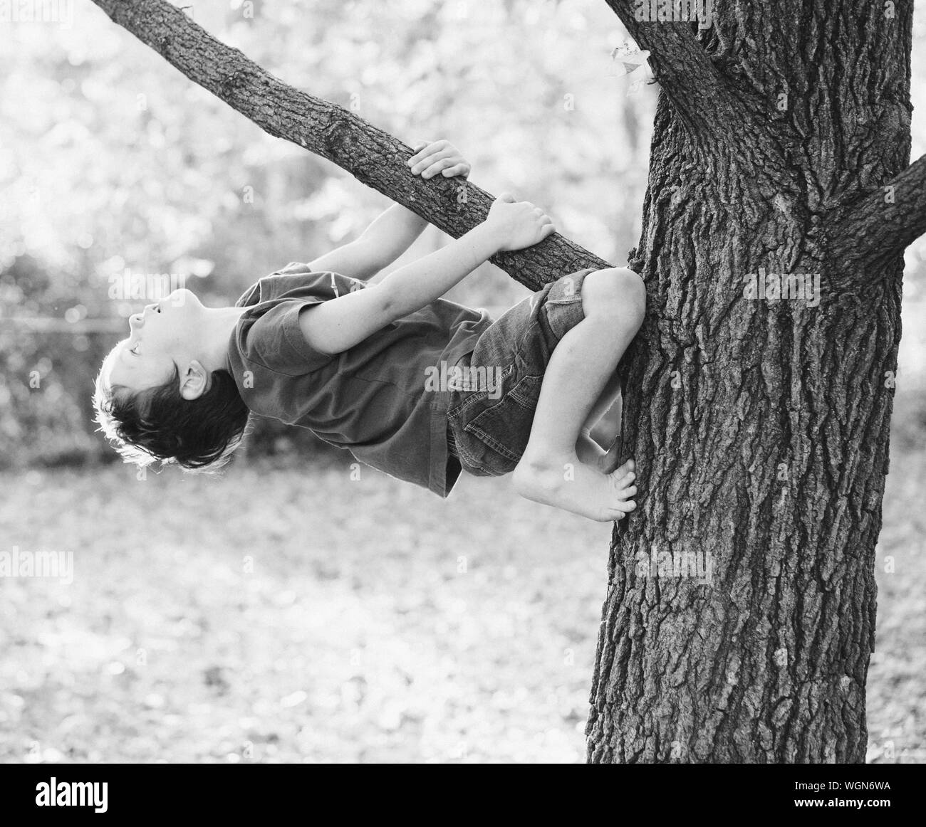 Wrapped around branch hires stock photography and images Alamy