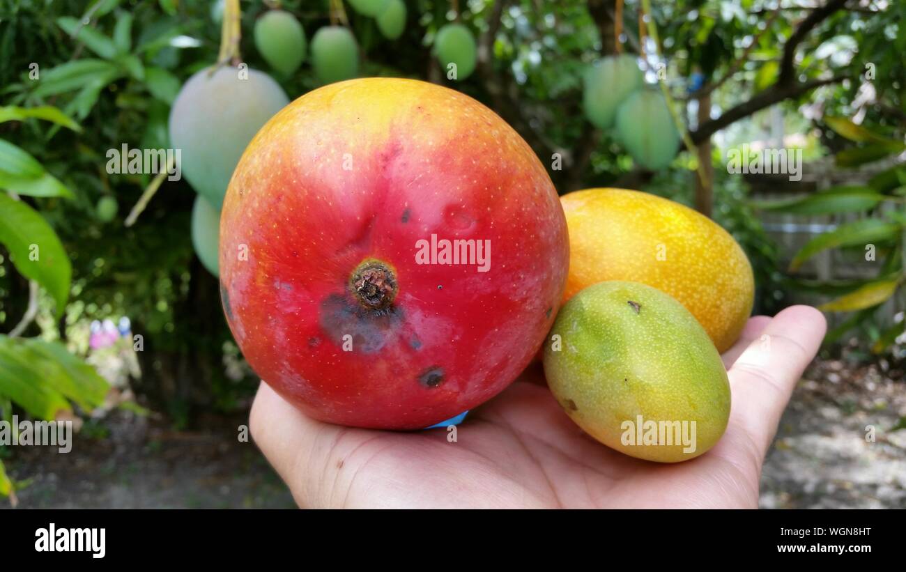 Man Holding Fruit In Hand Stock Photo