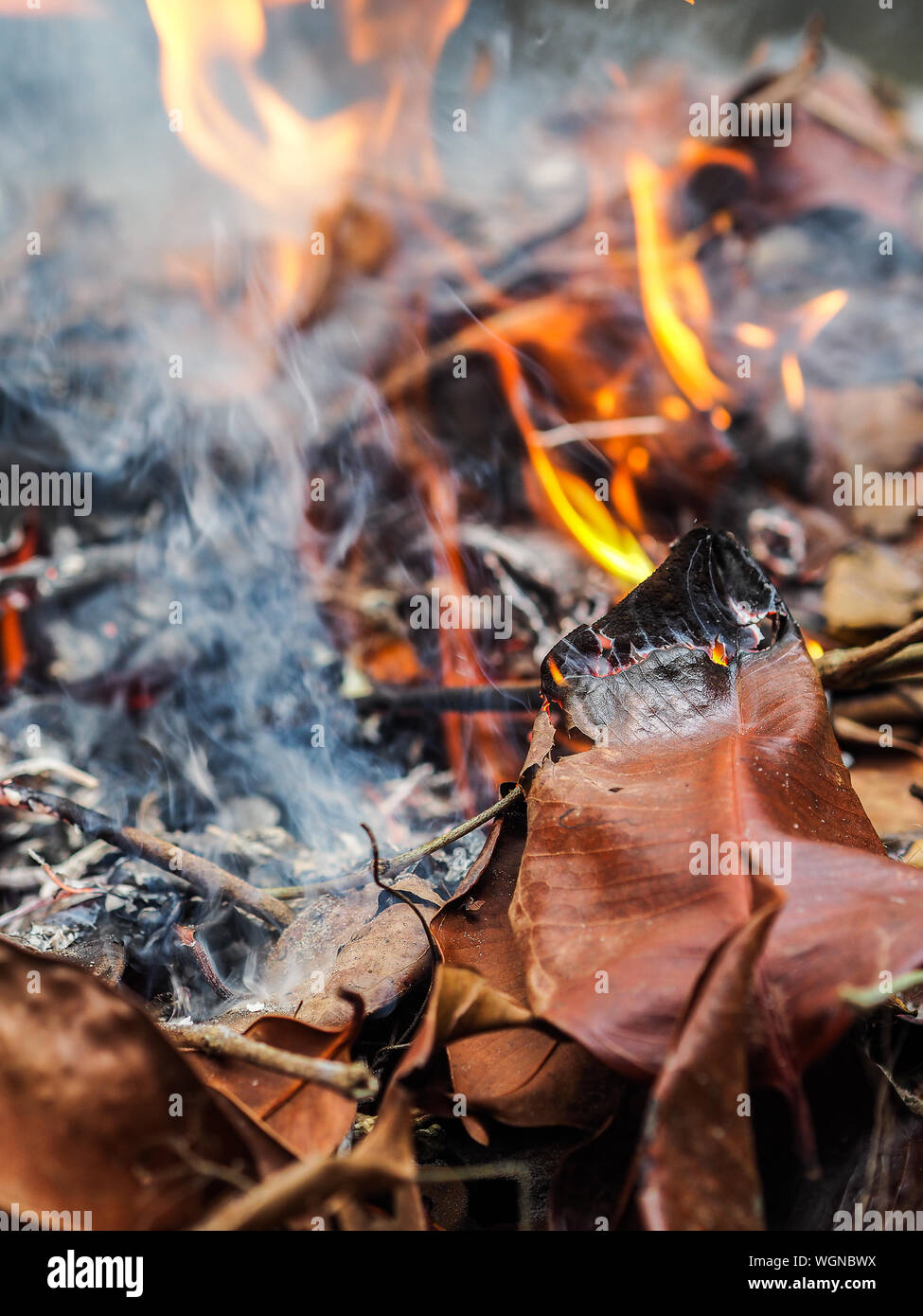 Burning dry leaves hires stock photography and images Alamy