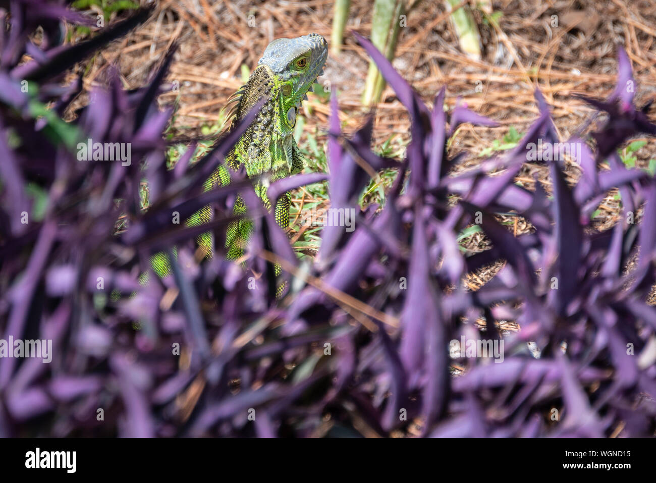 Green iguana seen through purple foliage in a West Palm Beach, Florida neighborhood. (USA) Stock Photo