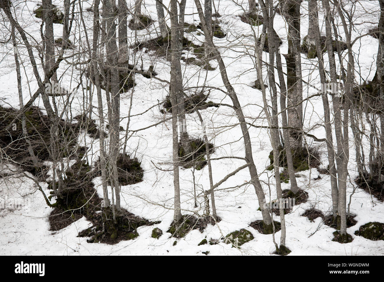Forest in Winter, Abruzzo, Italy Stock Photo