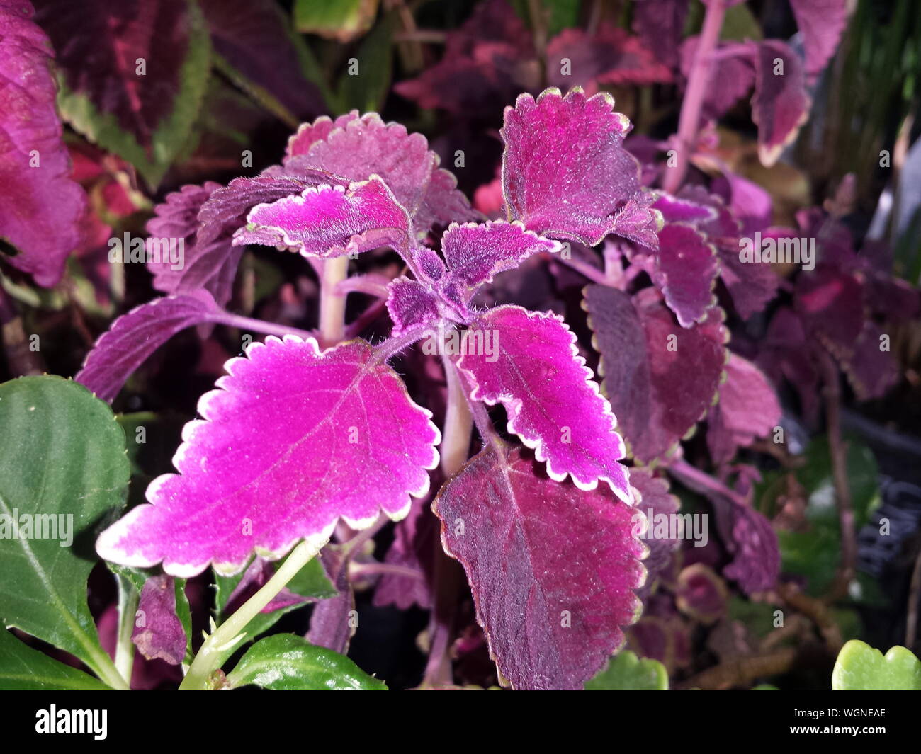 Plant With Purple Leaves High Resolution Stock Photography and Images ...