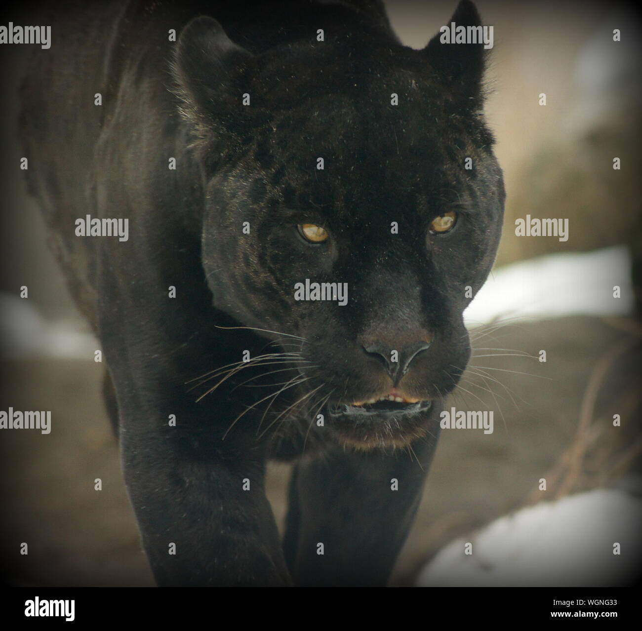 Black leopard walking hi-res stock photography and images - Alamy