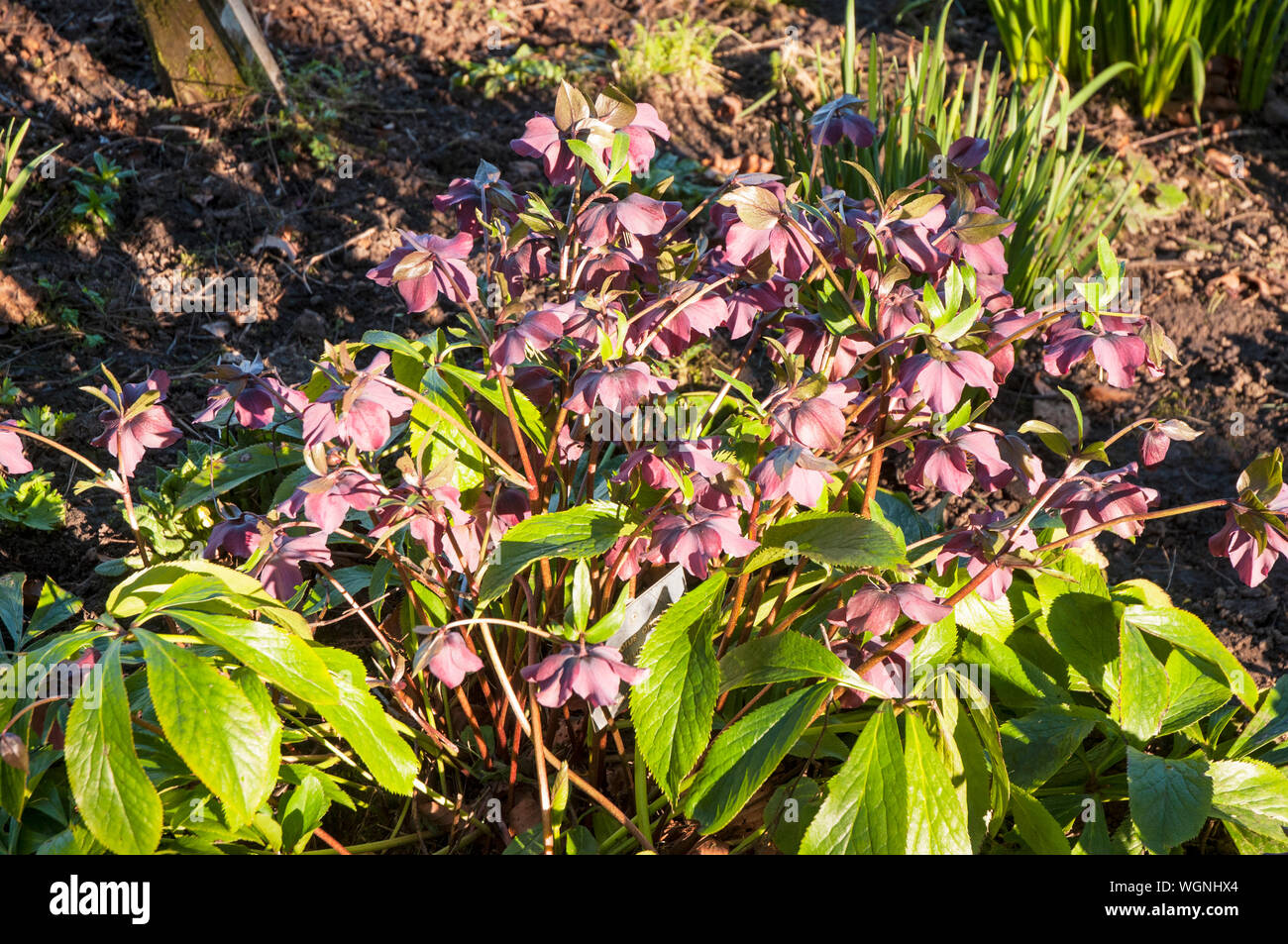 Hellebore flowering from late winter to mid spring a clump forming ...