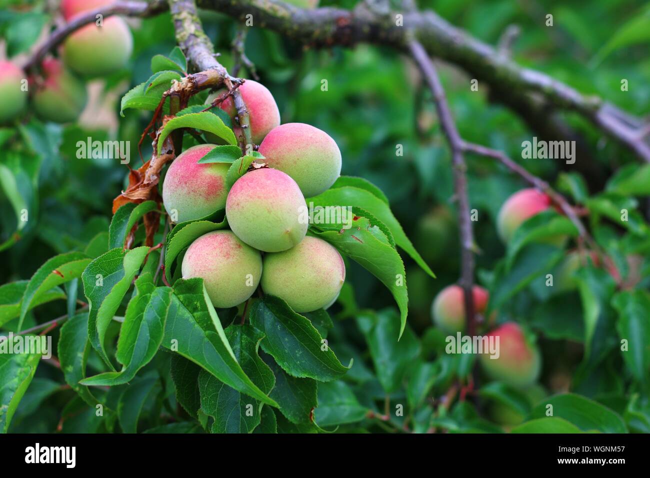 Peach growing on tree hires stock photography and images Alamy