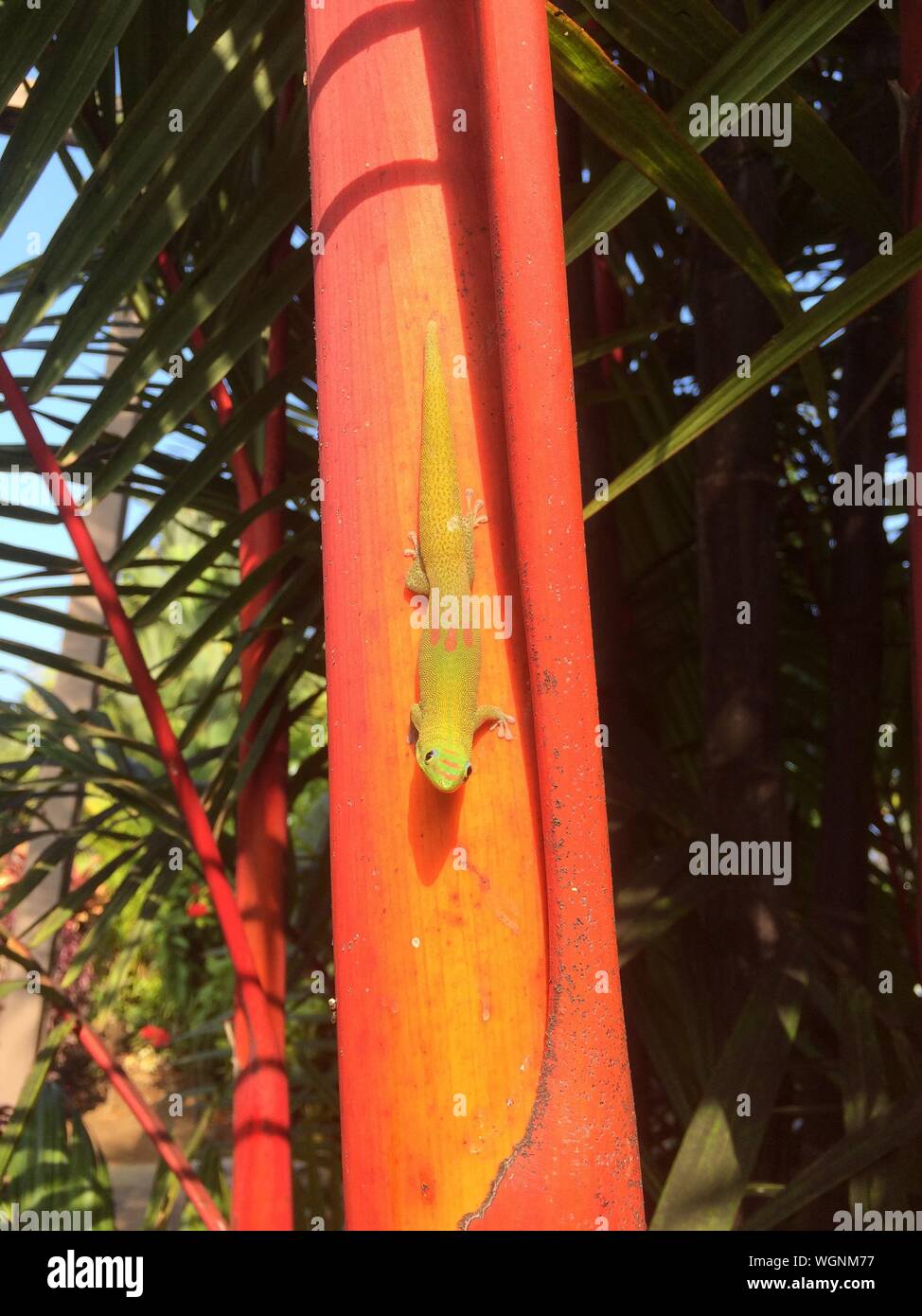 Close-up Of Lizard On Red Sealing Wax Palm Tree Stock Photo