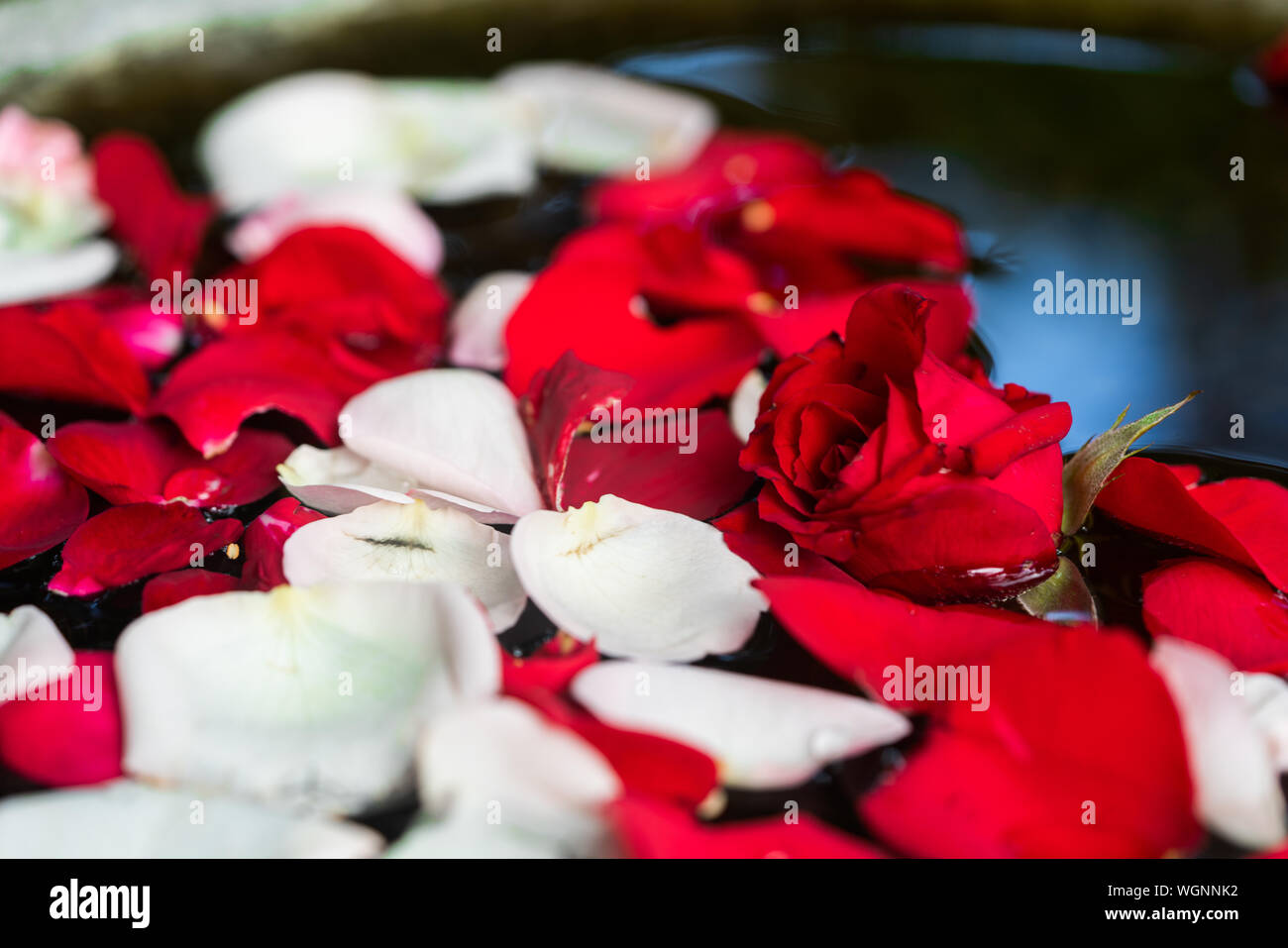 Floating White Roses White floating petals hi-res stock photography and images - Alamy
