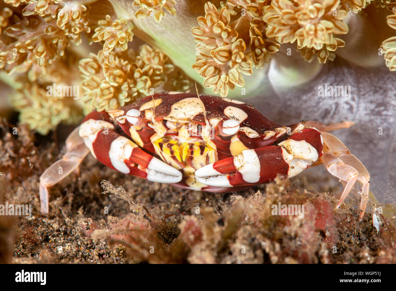 A beautiful red and white harlequin crab hides under a small anemone for protection Stock Photo