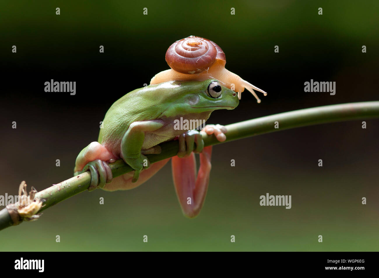 Close-up Of Funny Frog Stock Photo - Alamy