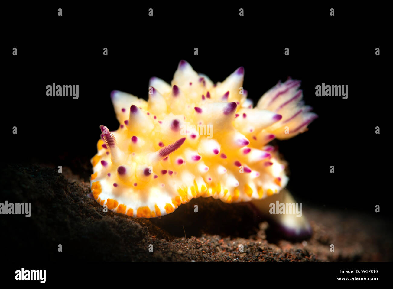 A bumpy mexichromis with yellow and purple highlights crawls across the ...