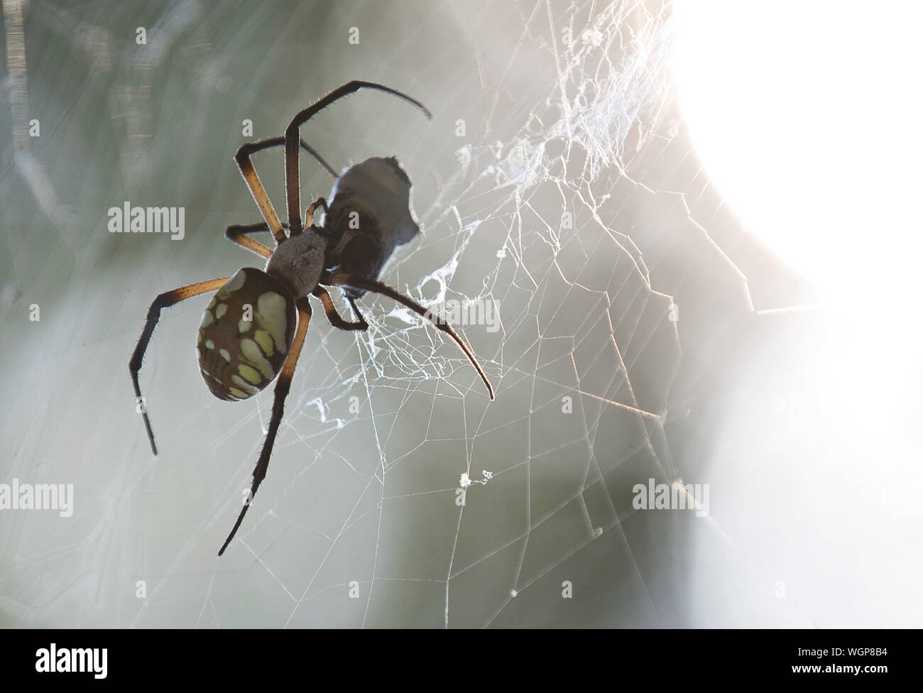 Zipper Spider High Resolution Stock Photography And Images Alamy
