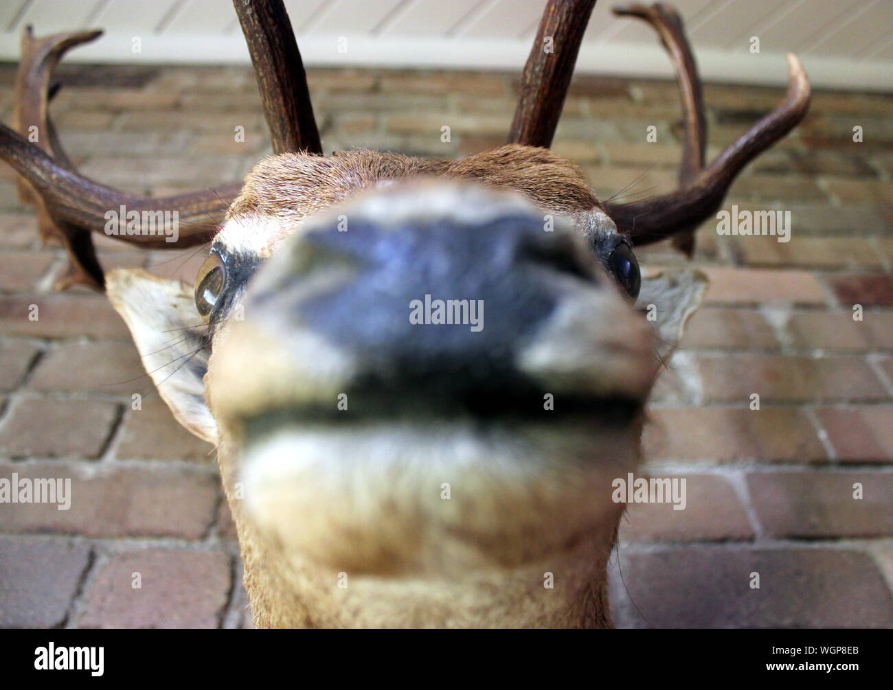 Close Up Of Deer Taxidermy Mounted On Brick Wall Stock Photo Alamy