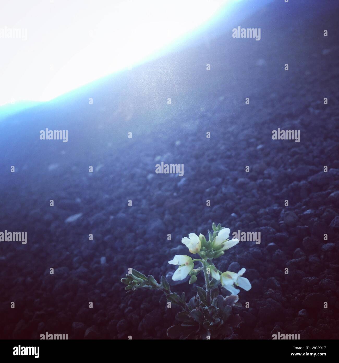 Plant on the stones hi-res stock photography and images - Alamy
