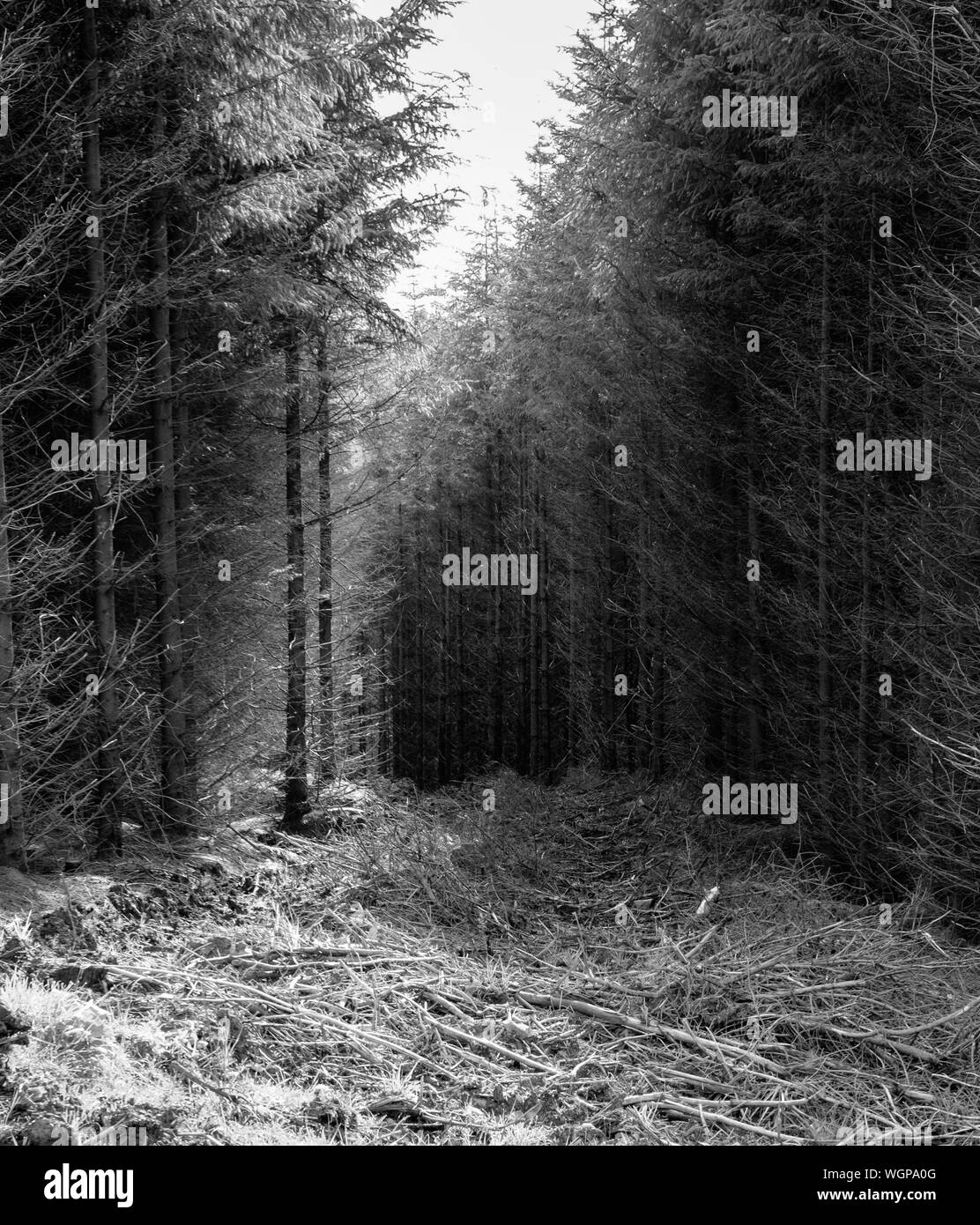 Forest deforestation Black and White Stock Photos & Images - Alamy