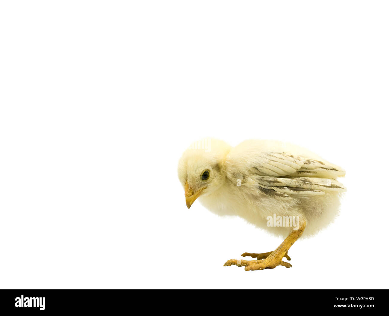 Close-up Of Young Bird Against White Background Stock Photo