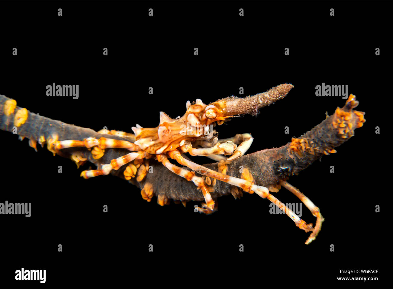 A tiny Xeno wire coral crab on a strand of whip coral at night hunts for small detritus particles drifting in the water. Stock Photo