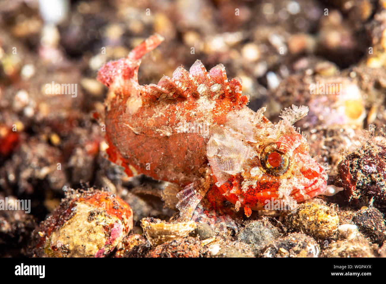 A small red and white sculpin, or scorpionfish, rests motionless on the bottom while waiting to ambush a smaller swimming fish or crab. Stock Photo