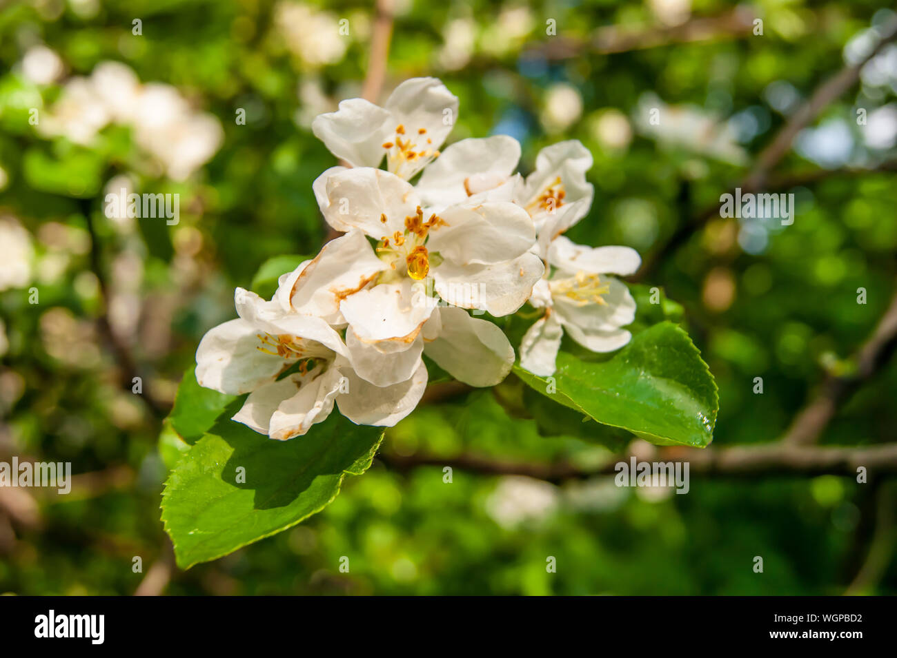 Summer. After the rain. Macro shooting. A warm summer rain had just passed, smearing yellow pollen over the white jasmine petals. One large raindrop shines on the flower, as a decoration, rhinestone, diamond Stock Photo