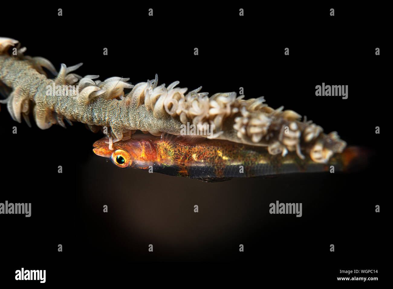 A small whip coral lives on its host as the namesake implies.  Gobies are known to lay their eggs on the whip coral and then stay very close to them u Stock Photo