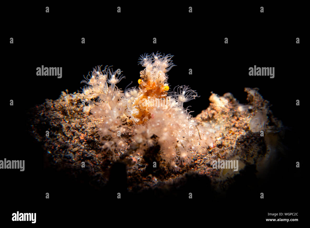 A hairy decorator crab sits motionless using its camouflage to make itself hard to see. Stock Photo