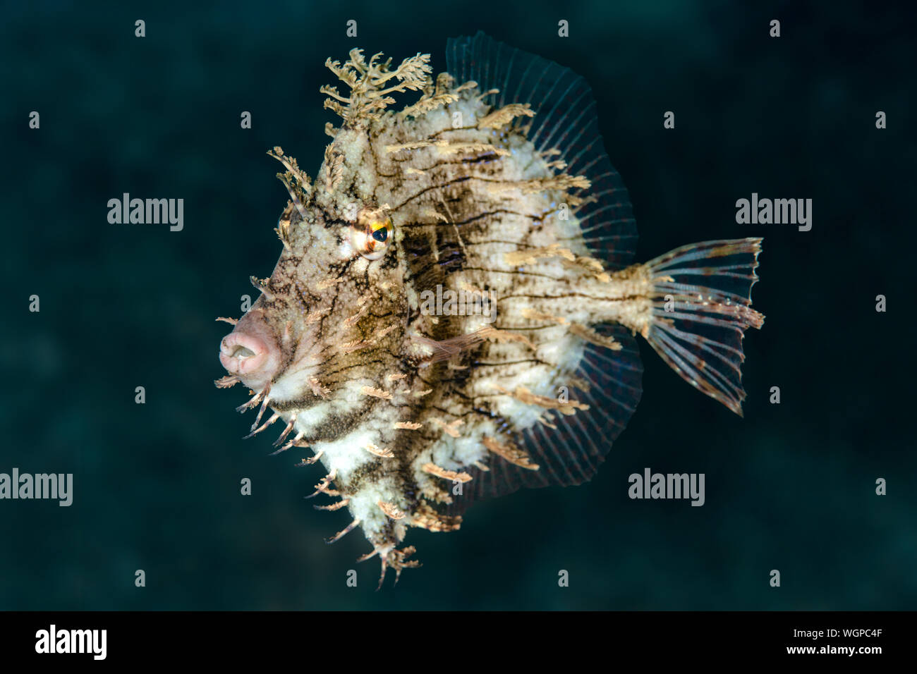 A beautiful filefish hovers near an underwater artificial reef and has its flaps all extended. When it is swimming, the fish is smooth. Stock Photo