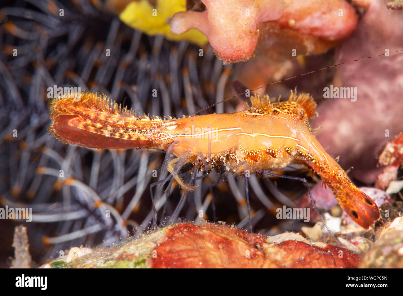 A strange arthropod called the Donald duck shrimp sits on a reef feeding on small particles in the water. Stock Photo