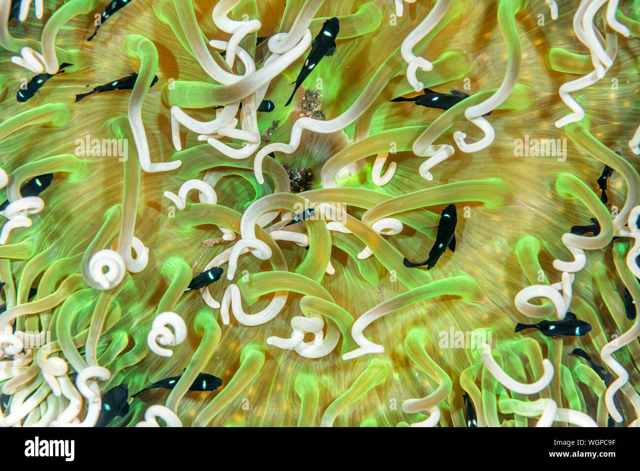 Small domino fish swim within the tentacles of a protective sea anemone. Stock Photo