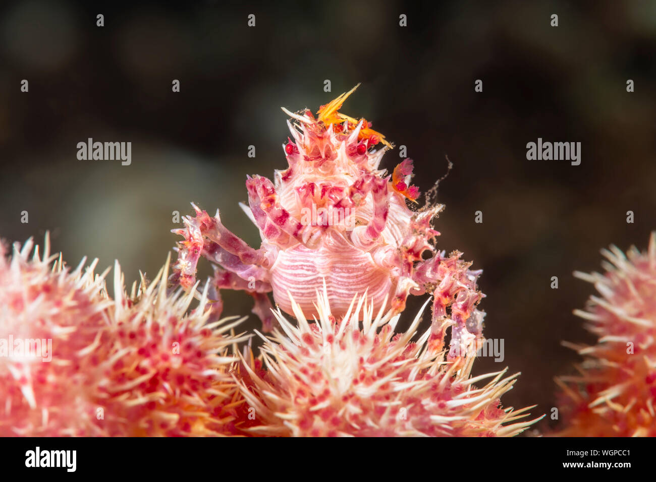 A red and white coral crab rests atop a piece of coral of the same color, which it uses to blend in to avoid predation. Stock Photo