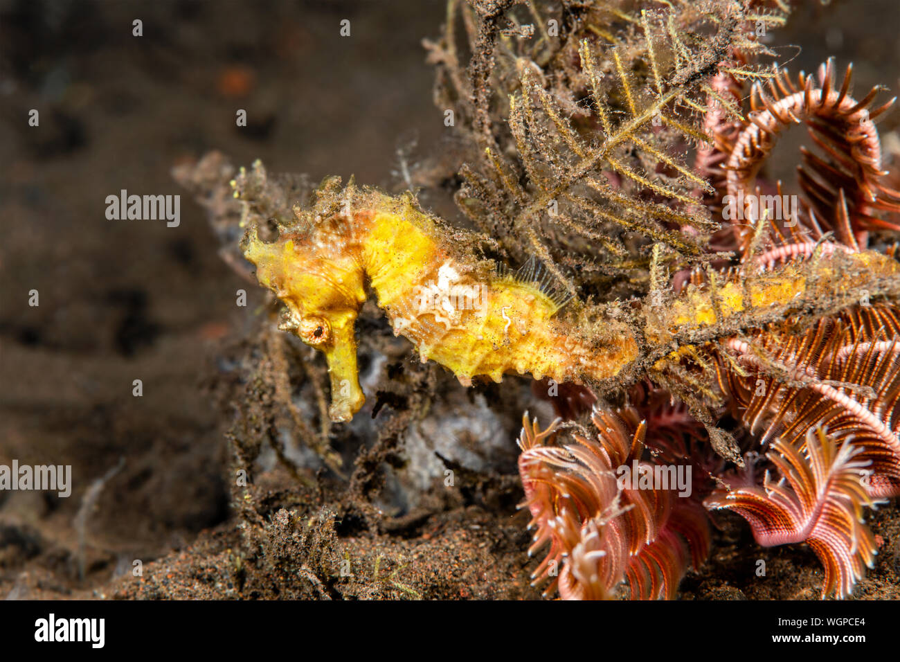A yellow seahorse uses its tail to secure itself to a reef while resting. Stock Photo