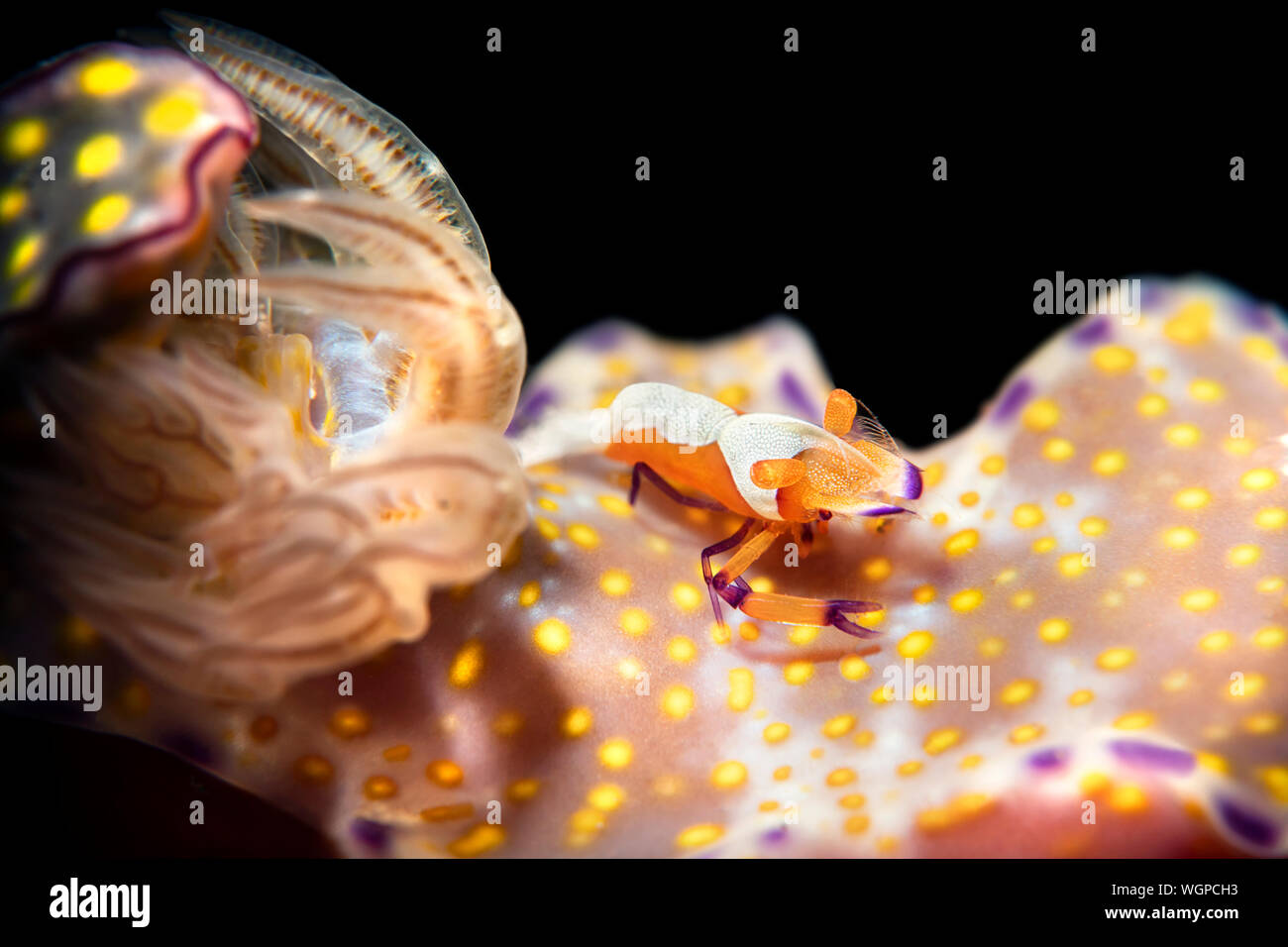 A colorful emperor shrimp often found on nudibranchs uses the snail for transportation and to have a means to find food. Stock Photo