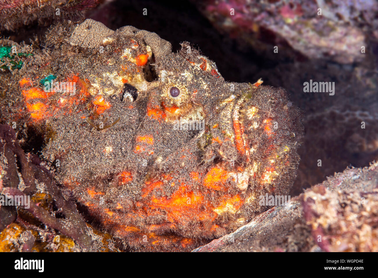 A poisonous stonefish rests on a reef waiting to ambush any small fish that swims by its mouth. It is also one of the most venomous fish known to man. Stock Photo