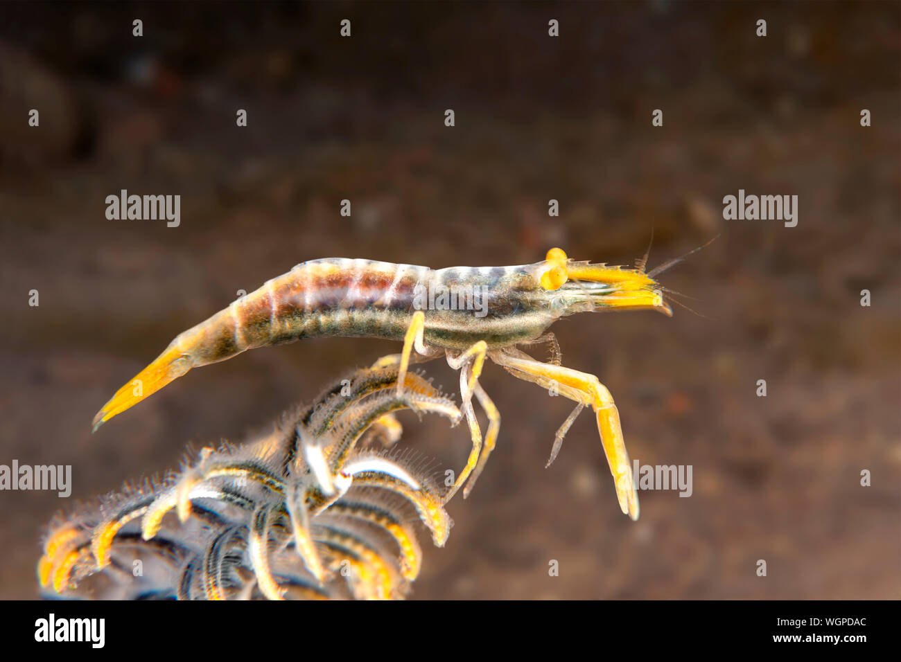 A yellow crinoid shrimp clings to the arm of its crinoid host in search of planktonic food. Stock Photo