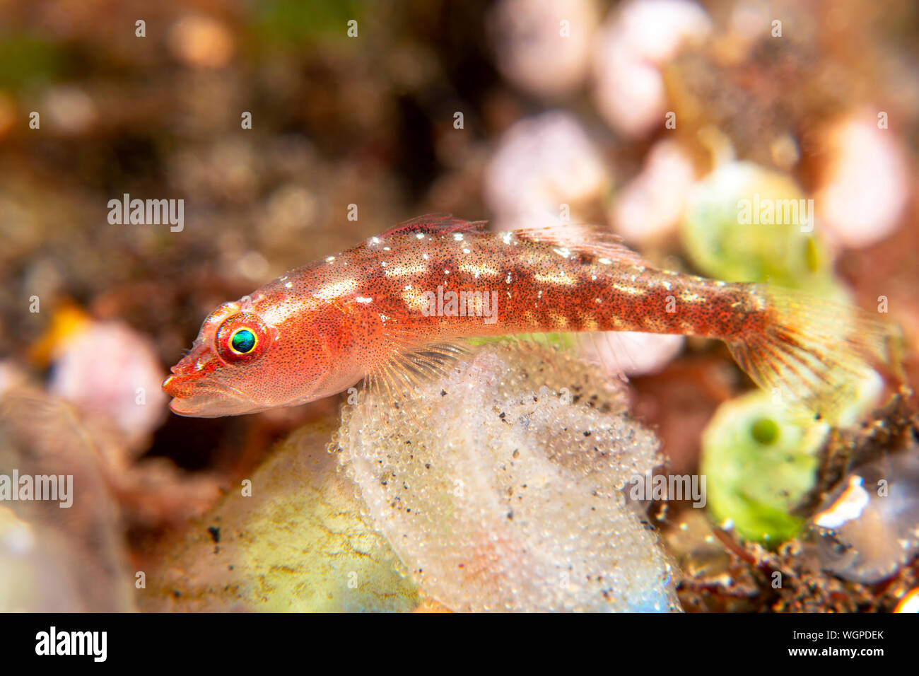 Ghost goby guarding her brood of eggs that are attached to the surface of a green sponge. Stock Photo