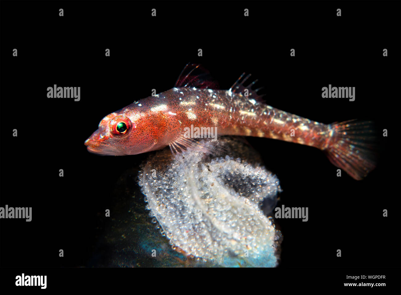 Ghost goby guarding her brood of eggs that are attached to the surface of a blue sponge. Stock Photo