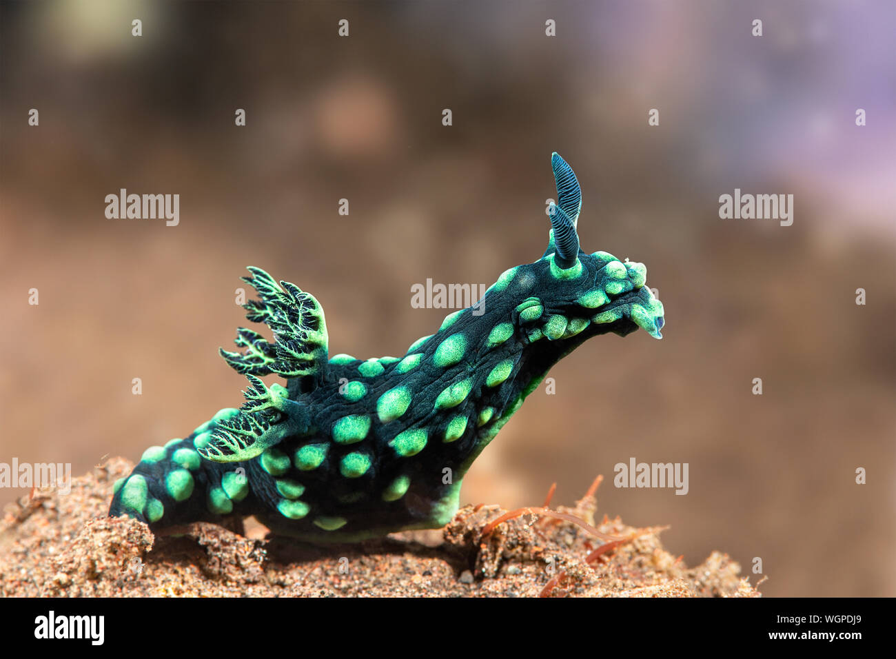A green nembrotha nudibranch snail peers out from the tip of a reef in search of food. Stock Photo