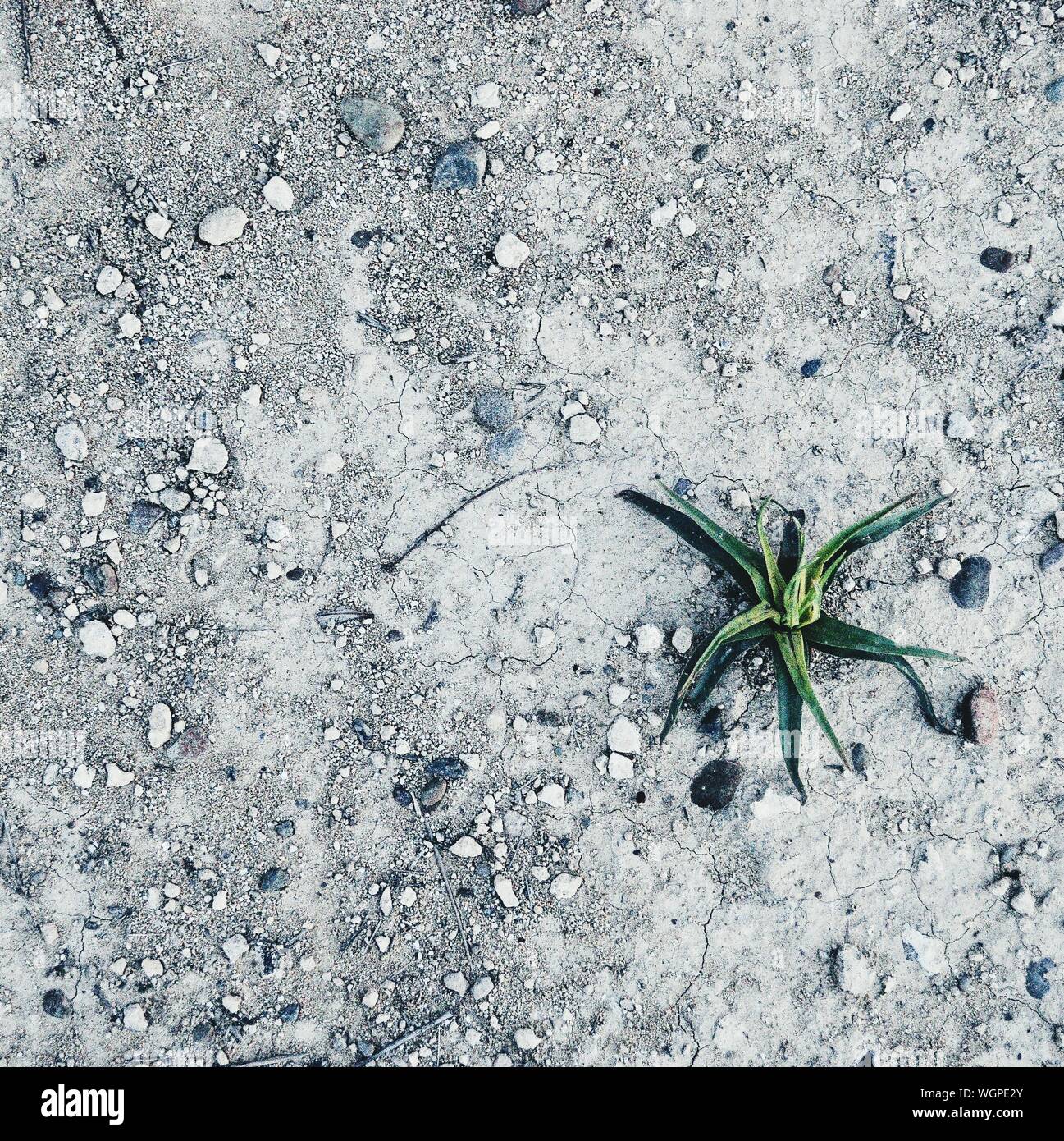 Mud plant hires stock photography and images Alamy