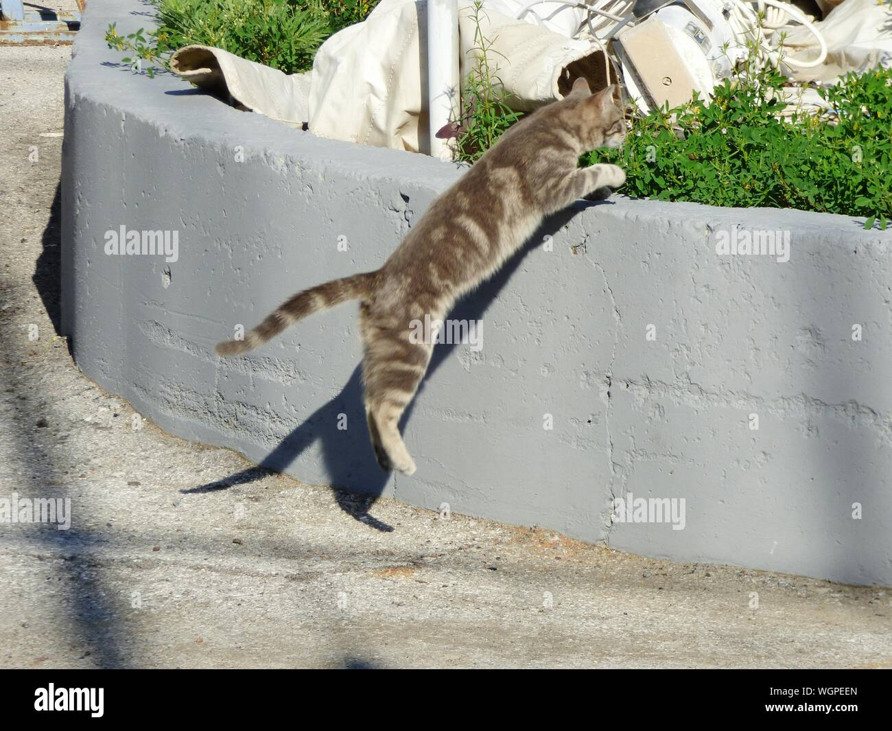Tabby cat jumping hires stock photography and images Alamy