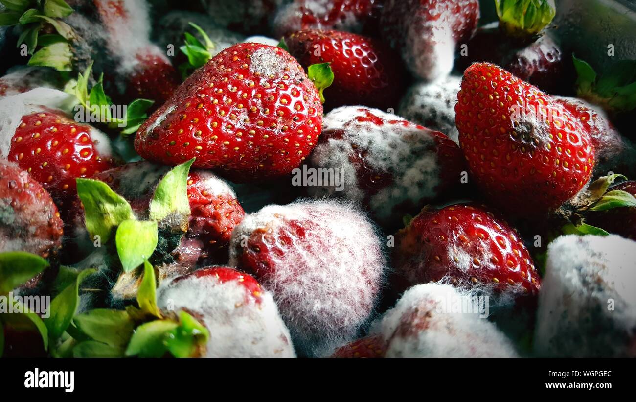 Close-up Of Fungal Mold On Strawberries Stock Photo