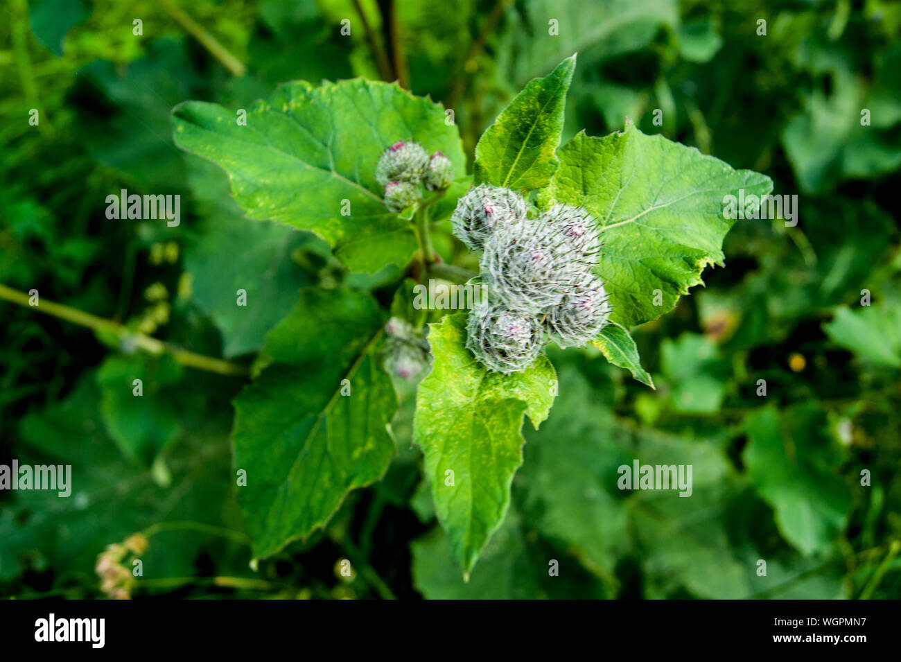 Useful plants. Burdock. Burdock bush with leaves and spines. Green ...