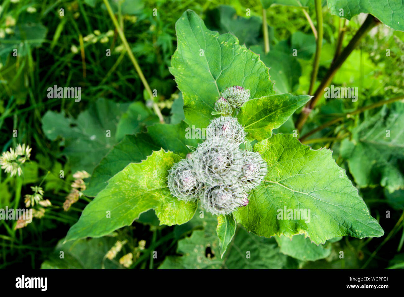 Useful plants. Burdock. Burdock bush with leaves and spines. Green. Flowers Stock Photo