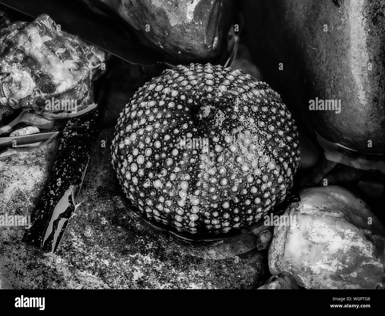 Sea Urchin Shell Black And White Stock Photos Images Alamy
