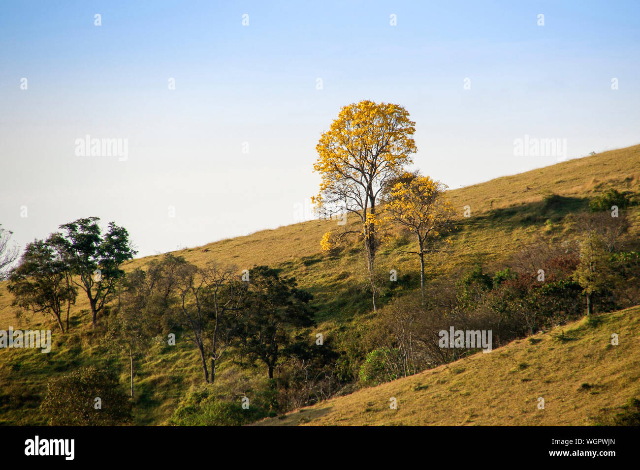 Flowering yellow ipe tree in the countryside, yellow tree in nature Stock Photo