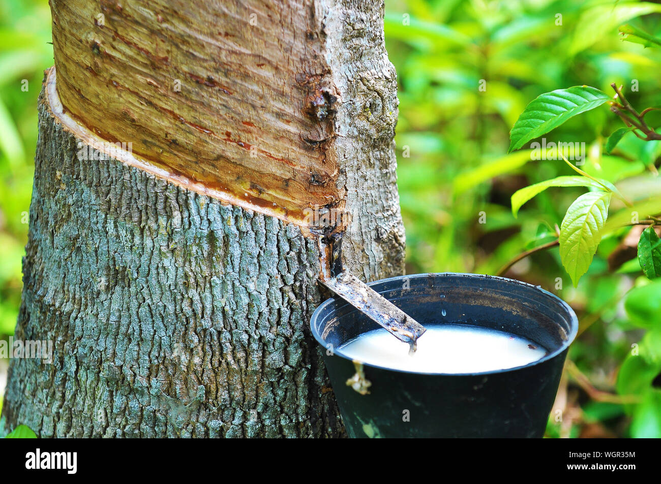 Close-up Of Latex Collecting In Bucket Attached To Rubber Tree Stock Photo  - Alamy