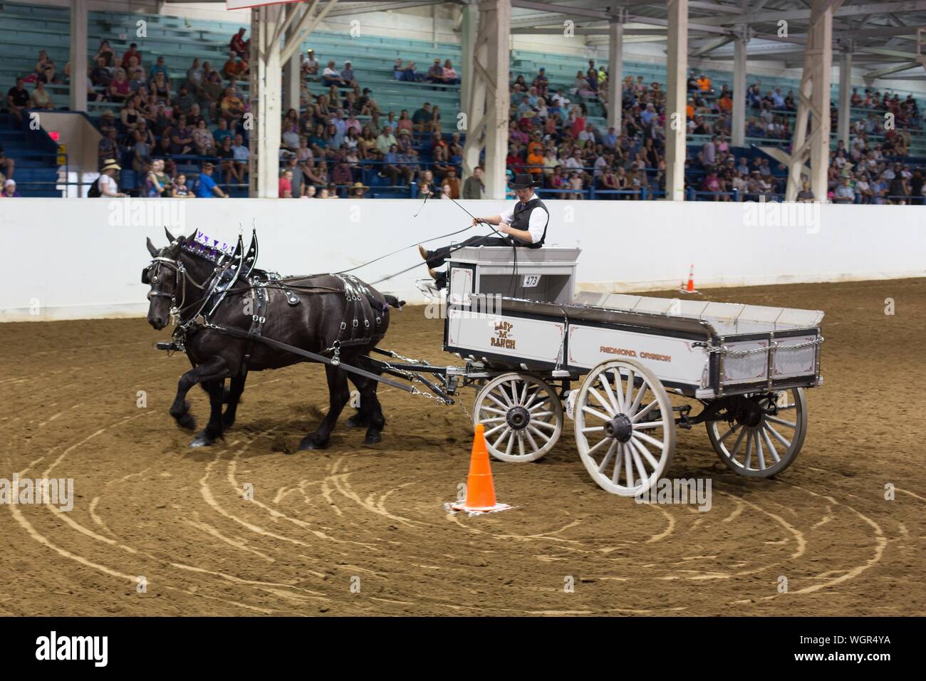 A competitor in the draft horse open team driving competition, at the